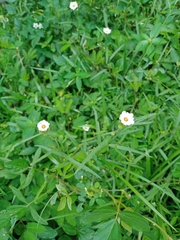 Sida linifolia