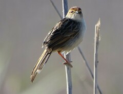 Cisticola tinniens