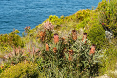 Protea neriifolia