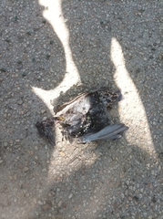 Sturnus vulgaris