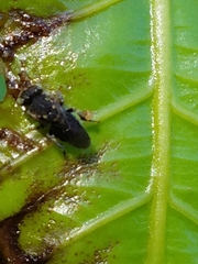 Nannotrigona perilampoides
