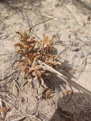 Aphyllon corymbosum