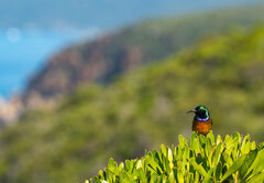 Anthobaphes violacea