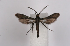 Synanthedon proserpina