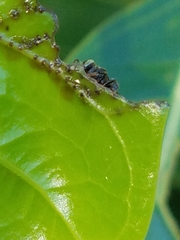 Nannotrigona perilampoides