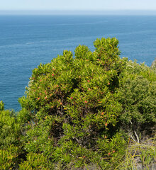 Leucadendron eucalyptifolium