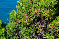 Leucadendron eucalyptifolium