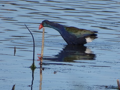Porphyrio madagascariensis