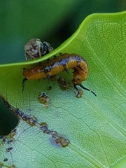 Nannotrigona perilampoides