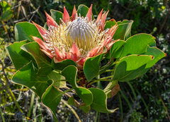 Protea cynaroides
