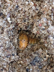 Saucrobotys futilalis