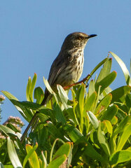 Prinia maculosa