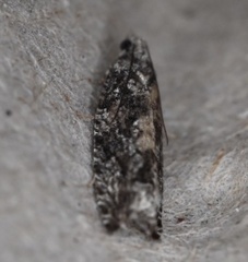 Epinotia nisella
