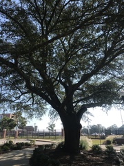 Quercus hemisphaerica