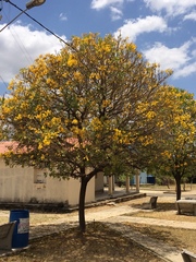 Tabebuia aurea