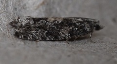 Epinotia nisella