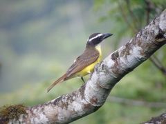 Megarynchus pitangua