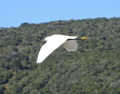Egretta garzetta garzetta
