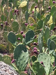 Opuntia
