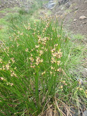 Juncus beringensis