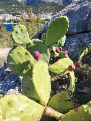 Opuntia