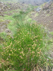 Juncus beringensis