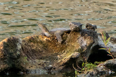 Apalone spinifera spinifera