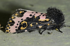 Xanthopastis regnatrix
