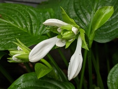 Hosta