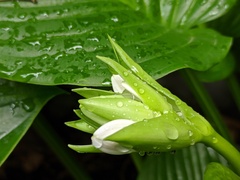 Hosta