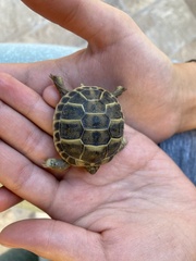 Testudo hermanni