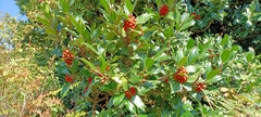 Ilex aquifolium