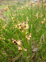 Juncus beringensis