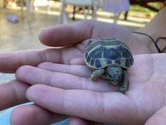 Testudo hermanni