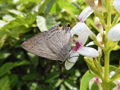 Tajuria cippus maxentius