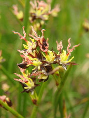Juncus beringensis