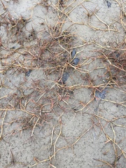 Puccinellia phryganodes