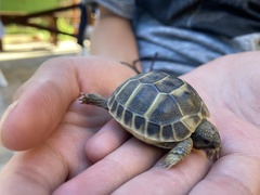 Testudo hermanni