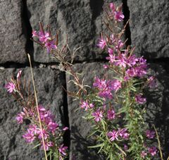 Chamaenerion dodonaei