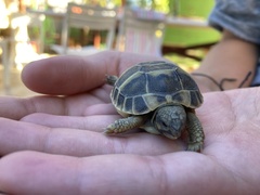 Testudo hermanni