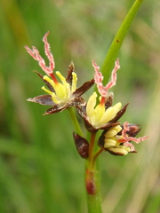 Juncus beringensis