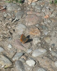 Aricia agestis
