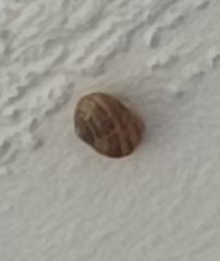 Cornu aspersum