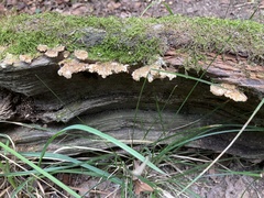 Stereum gausapatum