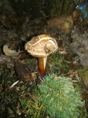 Basidiomycota