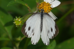 Pieris canidia