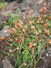 Cassiope lycopodioides