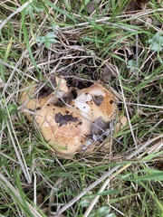 Lactarius deliciosus