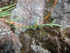 Cassiope lycopodioides