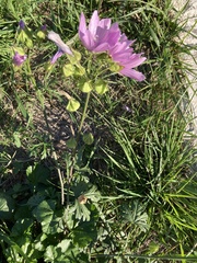 Malva